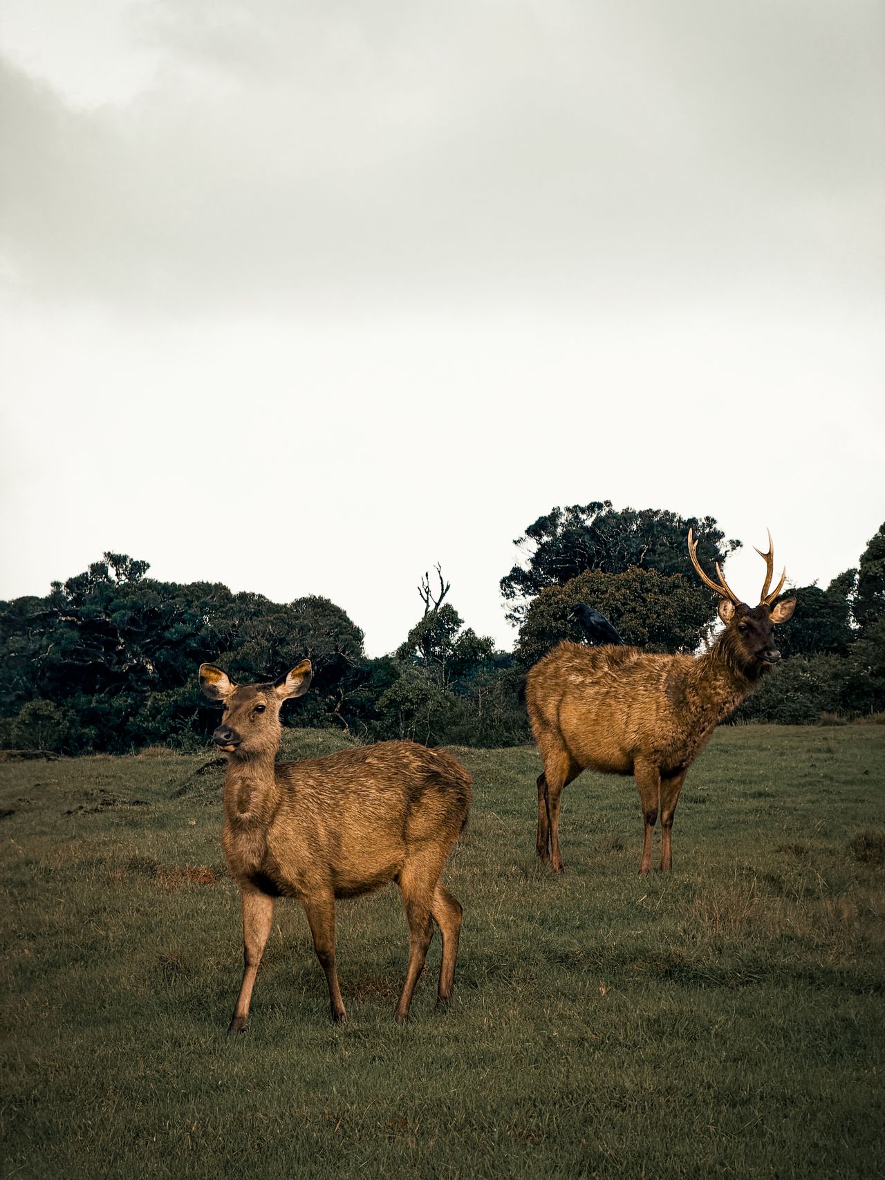Horton Plains